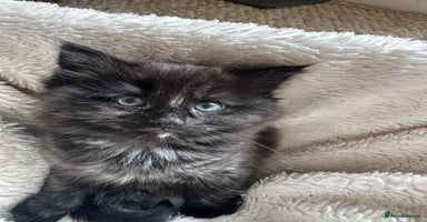 Ragdoll cats - Advert 13