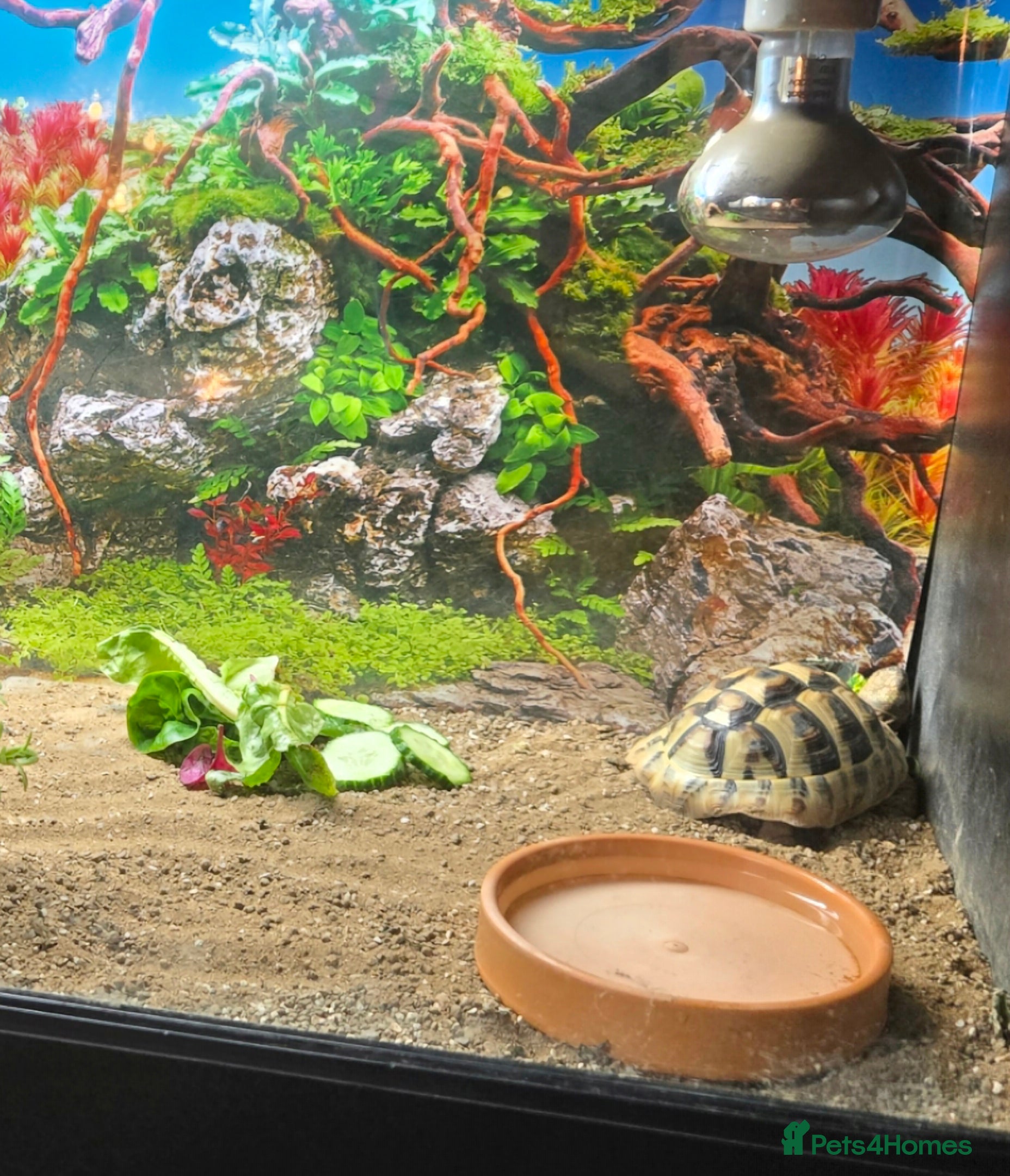 Hermann Tortoise reptiles Herman tortoise - Advert 2