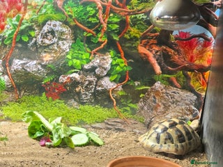 Hermann Tortoise reptiles Herman tortoise - Advert 13