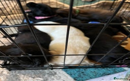 Labrador Retriever dogs for sale: Labrador puppies - Image 1
