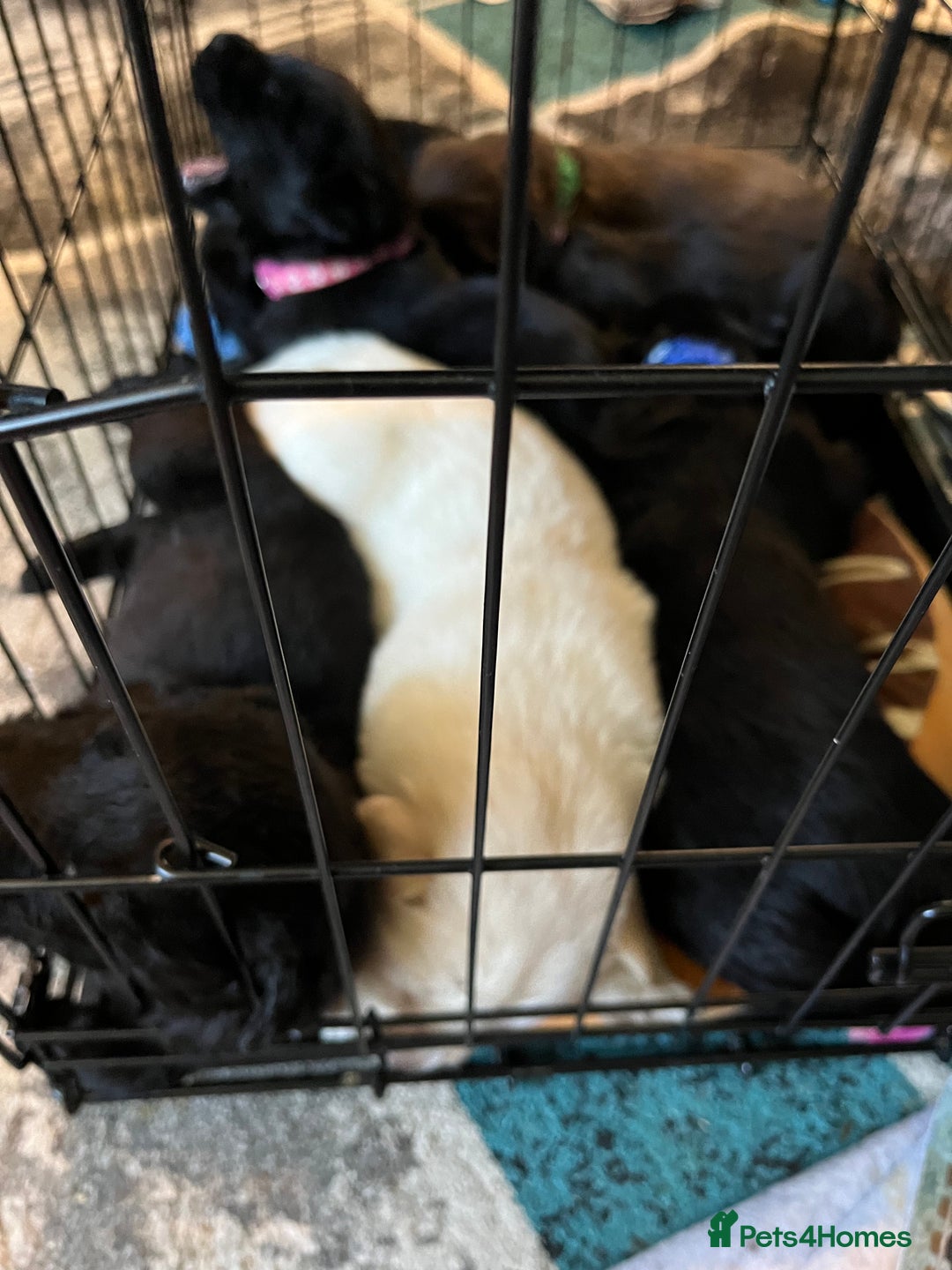 Labrador Retriever dogs for sale: Labrador puppies - Image 1