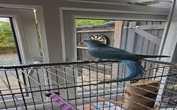 Ringnecks birds for sale: 6 month blue ring neck for rehome  - Image 4