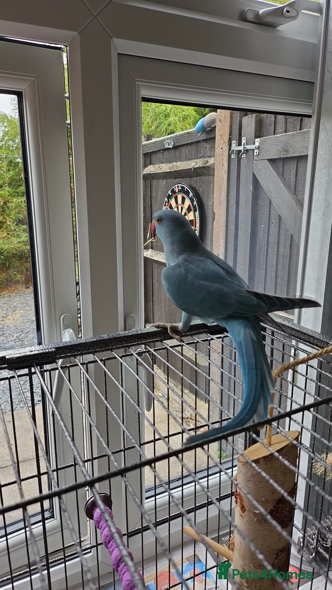 Ringnecks birds for sale: 6 month blue ring neck for rehome  - Image 4