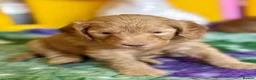 Australian Labradoodle dogs for sale: Fantastic breeding! Canadian & Australian lines - Advert 6