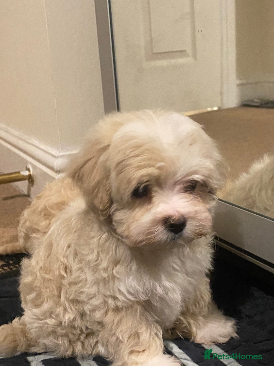 Maltipoo dogs for sale:  **  Korean maltipoo girls. - Advert 8