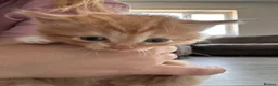 Domestic Shorthair cats for sale: Kittens for sale  - Advert 7