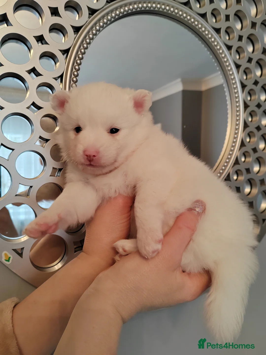 Pomeranian dogs for sale: FINAL SALE!! Fluffy POMERANIAN Boys for SALE - Advert 13