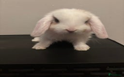 Dwarf Lop rabbits for sale: Baby rabbits  - Image 9
