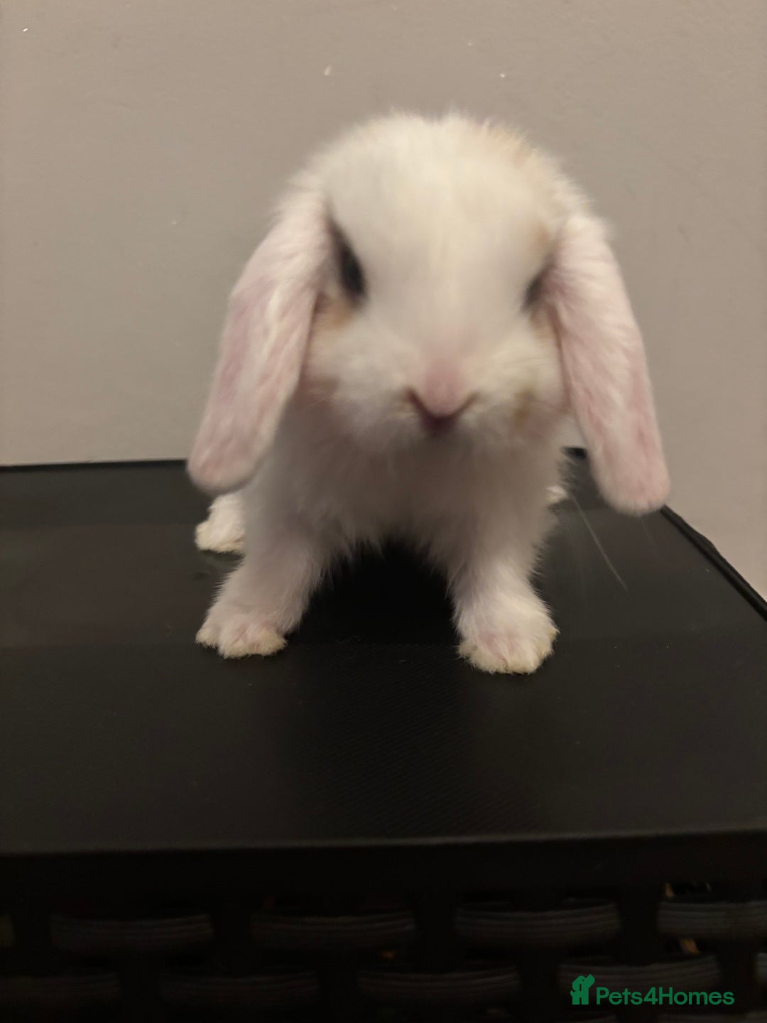Dwarf Lop rabbits for sale: Baby rabbits  - Image 9