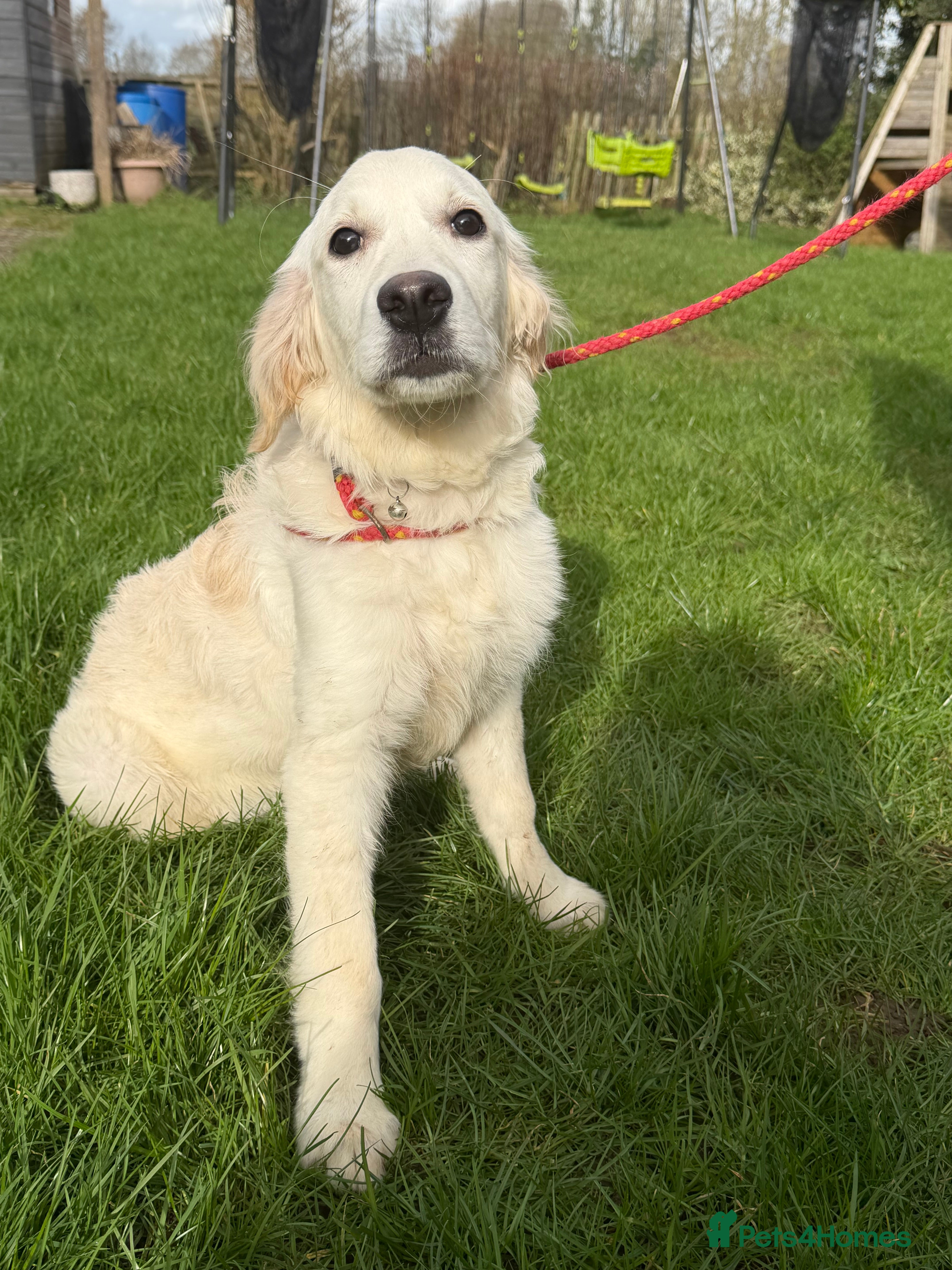 Golden Retriever dogs Beautiful golden retriever  - Advert 6