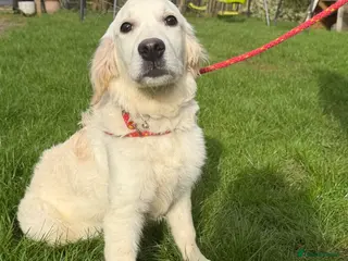 Golden Retriever dogs Beautiful golden retriever - Advert 2