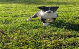 Border Collie dogs for sale: Farm bred collie pups - Image 3