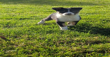 Border Collie dogs - Advert 8