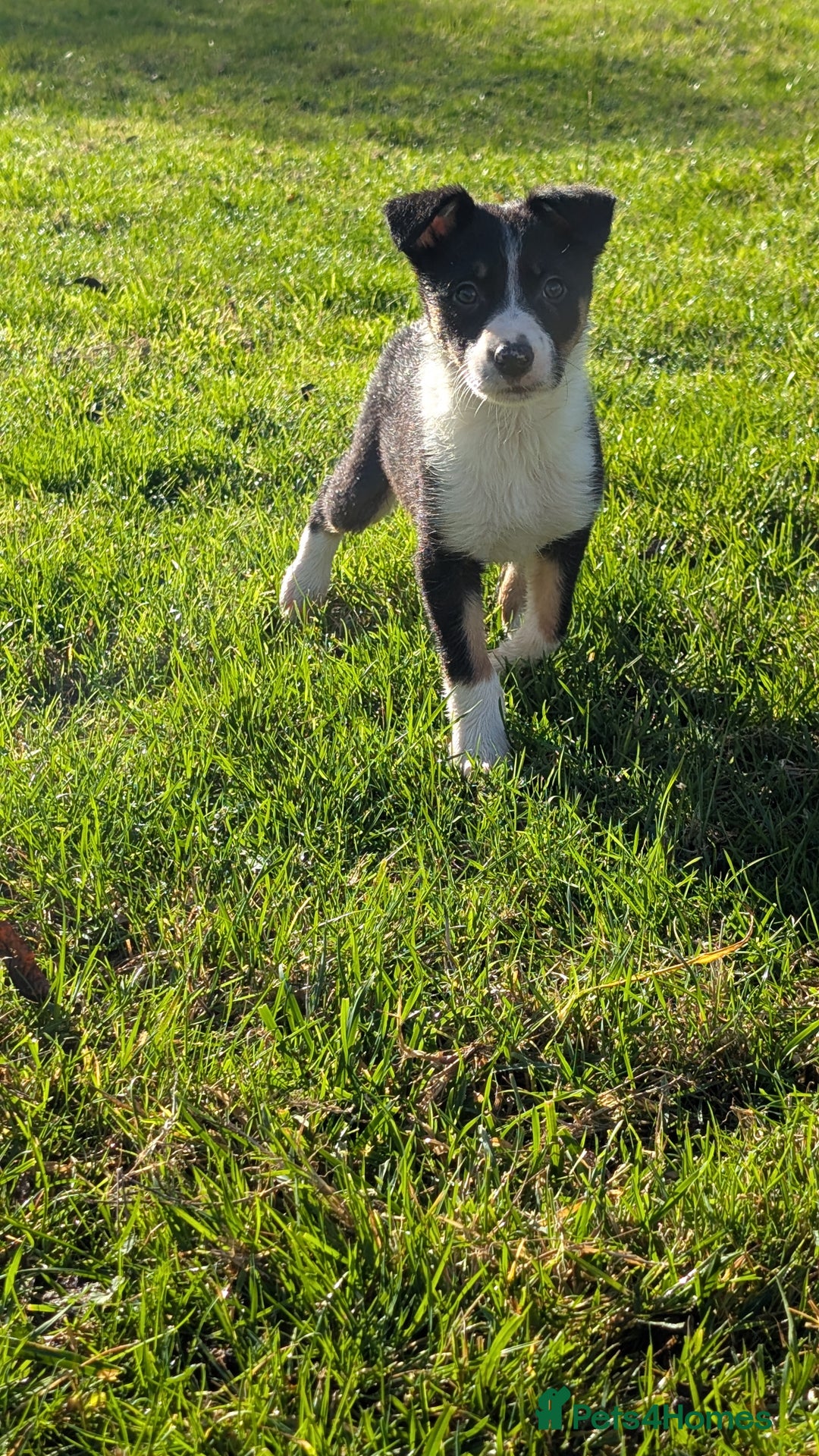 Border Collie dogs for sale: Farm bred collie pups - Image 3