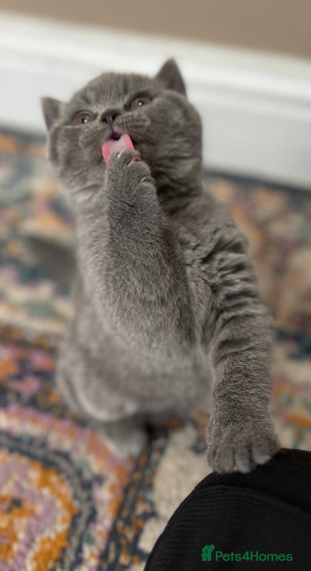 British Shorthair cats for sale: Beautiful British shorthair kittens  - Advert 9