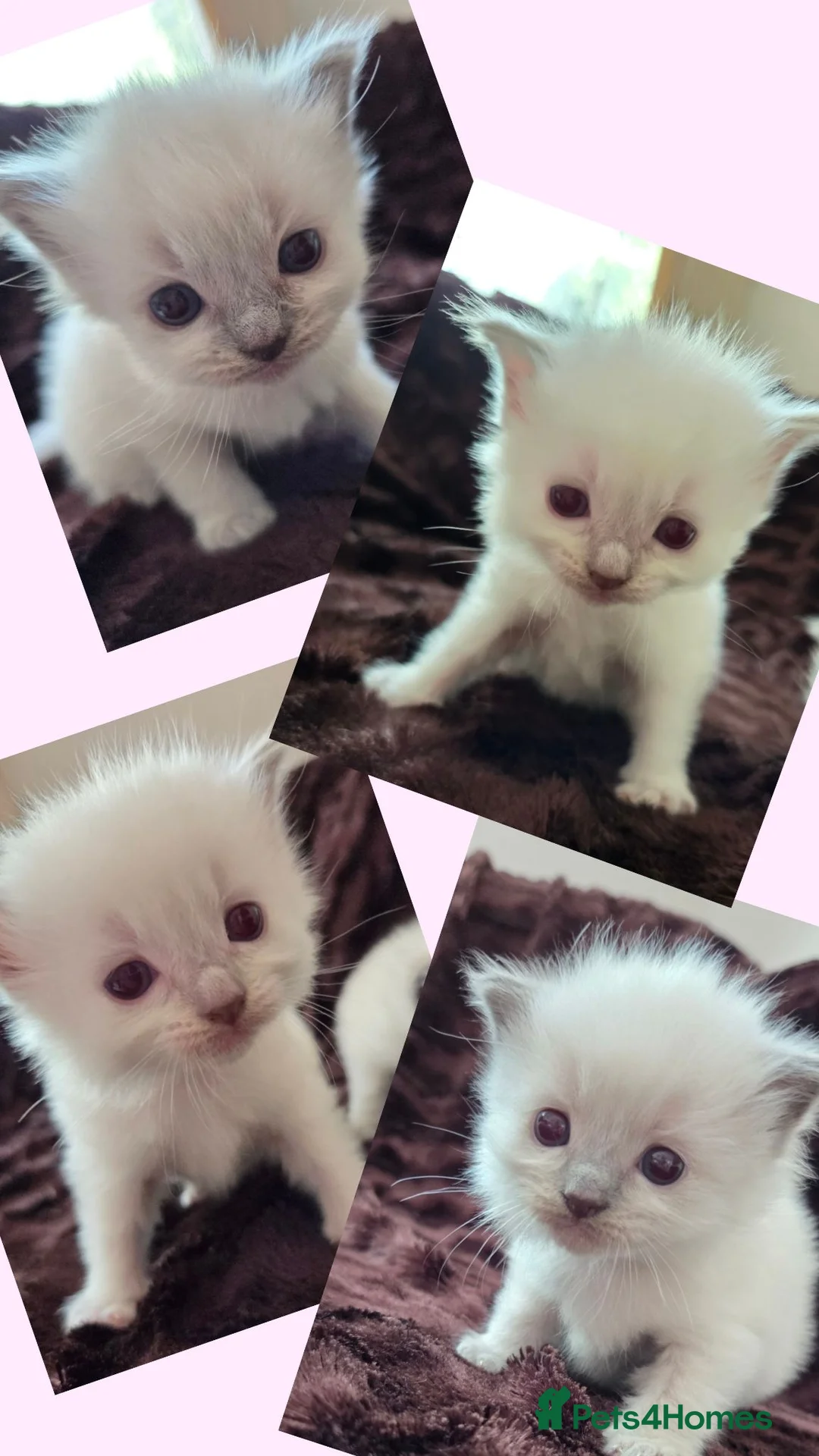 Ragdoll cats for sale: 🏆GCCF REG. EXTENSIVELY TESTED RAGDOLL KITTENS 🌟 - Advert 1