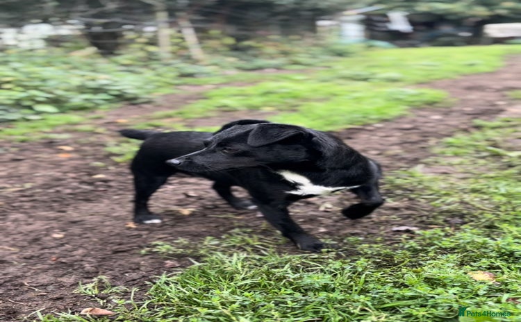 Patterdale Terrier dogs Patterdale puppy  - Advert 1