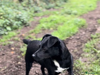 Patterdale Terrier dogs Patterdale puppy - Advert 2