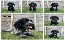 Mixed Breed dogs for sale: Top Quality F1 Docker Puppies - Image 2
