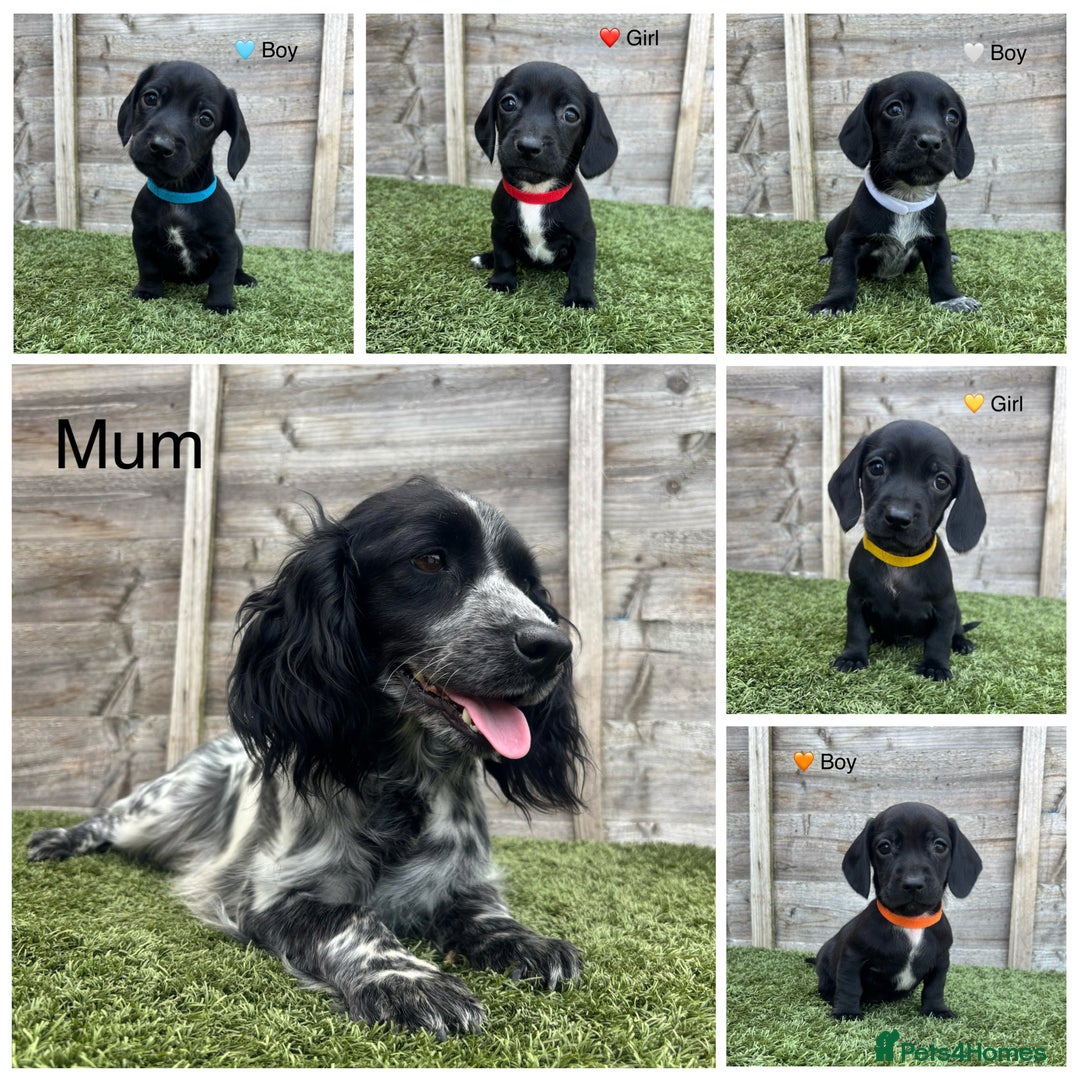 Mixed Breed dogs for sale: Top Quality F1 Docker Puppies - Image 2