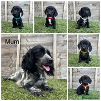 Mixed Breed dogs - Advert 2