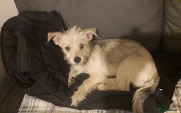 Mixed Breed dogs for sale: Jackhuahua boy 4monts old - Image 1