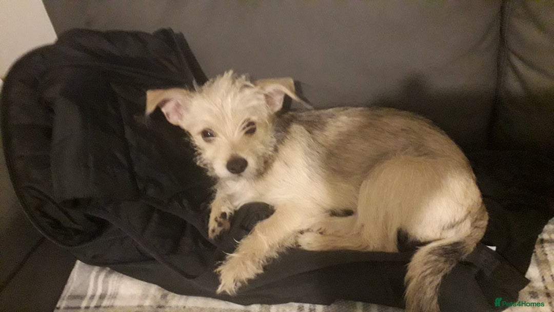 Mixed Breed dogs for sale: Jackhuahua boy 4monts old - Image 1