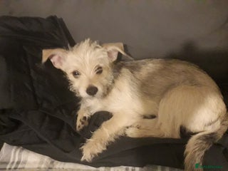 Mixed Breed dogs for sale - Advert 1