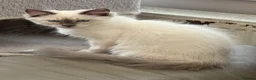 Siberian cats for sale: gorgeous male stud cat for sale - Advert 8