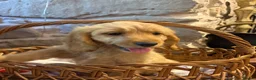 Cockapoo dogs for sale: Beautiful F1 Cockapoo Puppies  - Advert 12