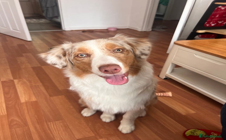 Australian Shepherd dogs - Advert 13