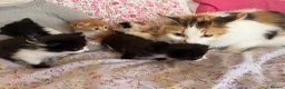 British Shorthair cats for sale: Four cute kittens mixed litter . - Advert 2