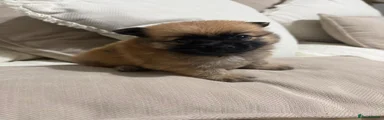 Pomeranian 7
