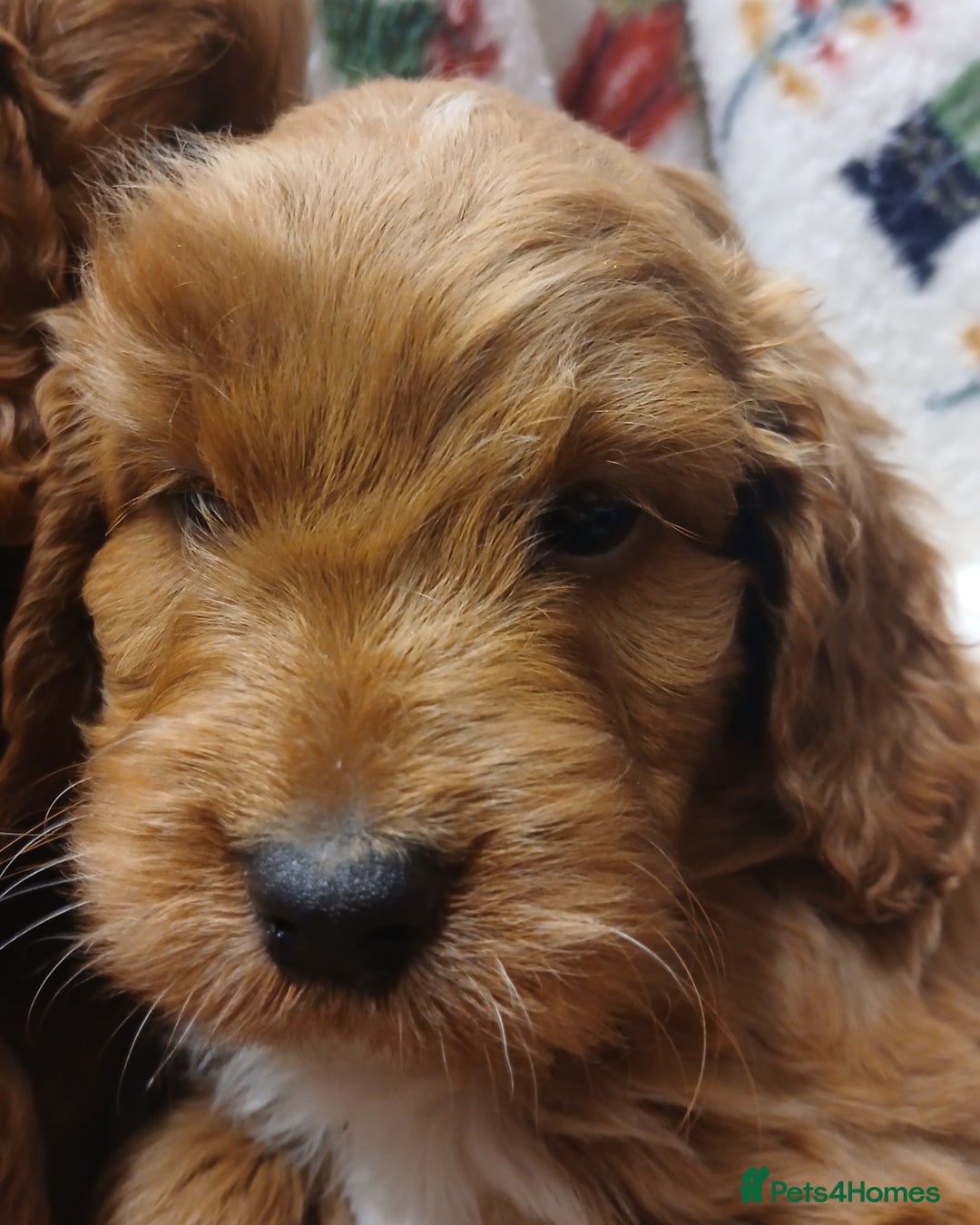 Cockapoo dogs for sale: Cockapoo puppies - Advert 8