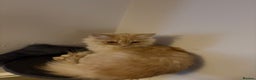 Maine Coon cats for sale: 11 Week Old Maine Coon - Advert 1