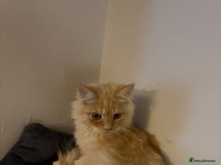 Maine Coon cats 11 Week Old Maine Coon - Advert 1