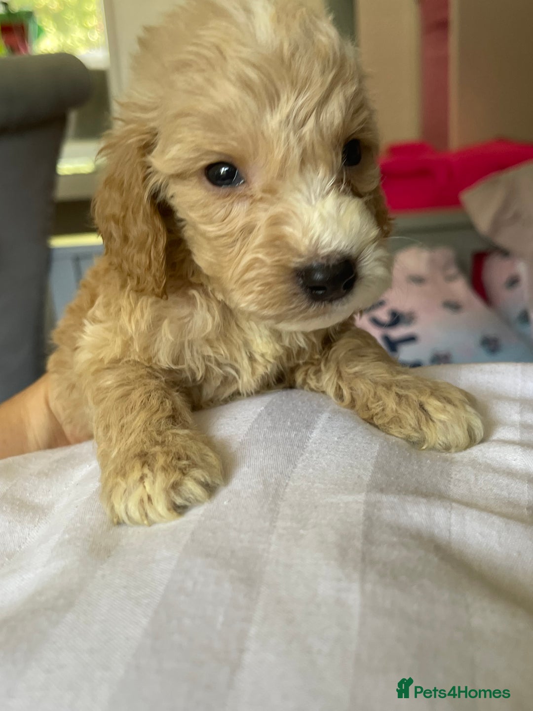 Cockapoo dogs for sale: Cockapoo puppies  - Image 30