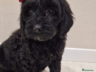 Cockapoo dogs F1 cockapoo ready now - Advert 16