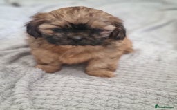 Shih Tzu dogs for sale: Imperial shitzus brown - Image 2