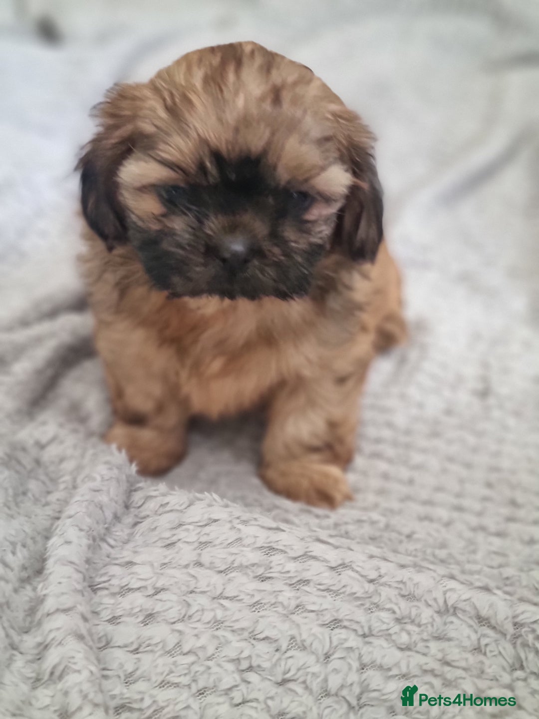 Shih Tzu dogs for sale: Imperial shitzus brown - Image 2