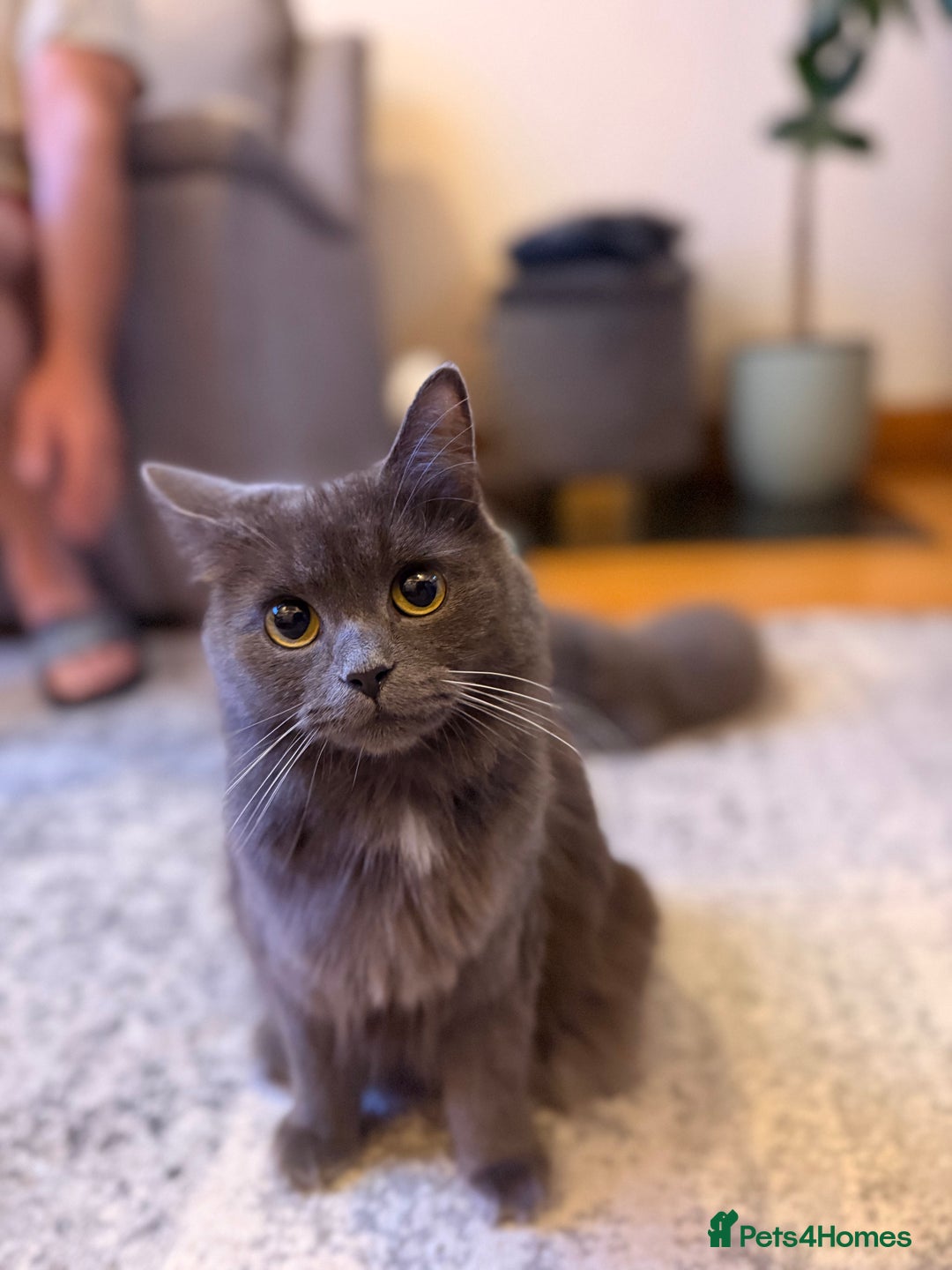 Mixed Breed cats for sale: 3 Gorgeous Long Hair Kittens Available - Image 5