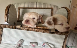 Clumber Spaniel dogs for sale: Fantastic Clumber Spaniel Puppy’s  - Image 10