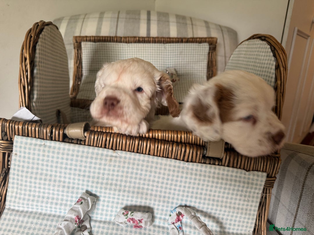 Clumber Spaniel dogs for sale: Fantastic Clumber Spaniel Puppy’s  - Image 10