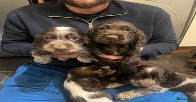 Cocker Spaniel dogs - Advert 16