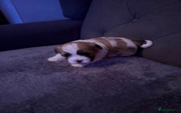 Mixed Breed dogs for sale: Teddy Bear Puppies - Advert 7