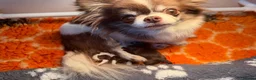 Chihuahua dogs for sale: KC registered long coat chihuahua puppies  - Advert 9
