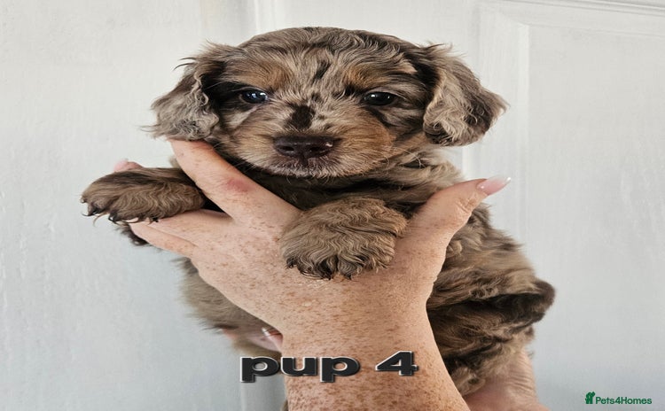 Cockapoo dogs - Advert 1