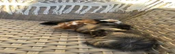 Guinea Pig rodents for sale: Handsome baby long haired male guinea pigs. - Advert 16