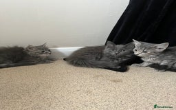 Mixed Breed cats for sale: 3 beautiful female tabby kittens  - Image 8