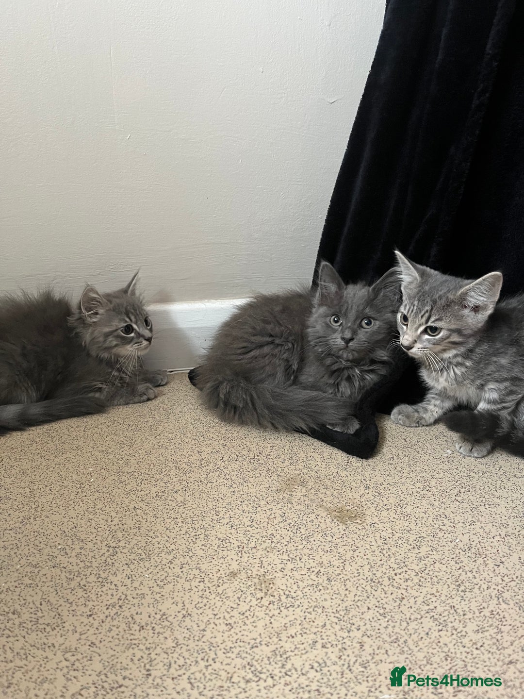 Mixed Breed cats for sale: 3 beautiful female tabby kittens  - Image 8